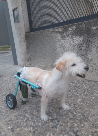 SCOOBY (339 x 471 px) (1)