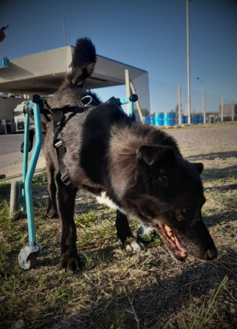 SCOOBY (339 x 471 px) (2)